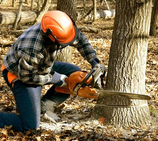 Tree Removal in Hosmer, SD